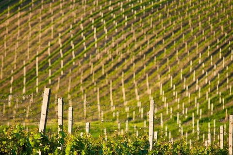 Melbourne Super Saver: Great Ocean Road + Mornington Peninsula + Attraction Pass - Great Ocean Road Restaurant 1