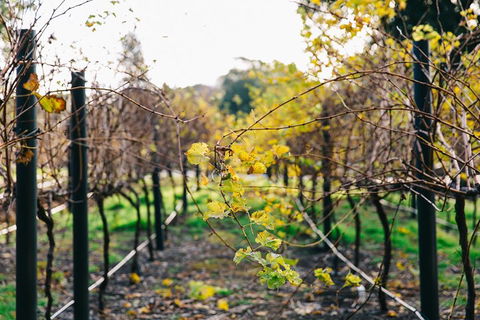Australian Wine Discovery Tour Ticket - Great Ocean Road Restaurant 4