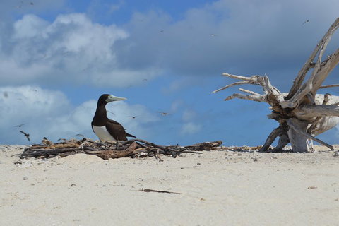 Seastar Luxury Outer Great Barrier Reef Island And Reef Tour From Cairns - Great Ocean Road Restaurant 1