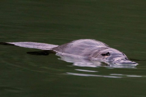 Wild Australian Wildlife 4WD Tour From Sydney - Great Ocean Road Restaurant 2