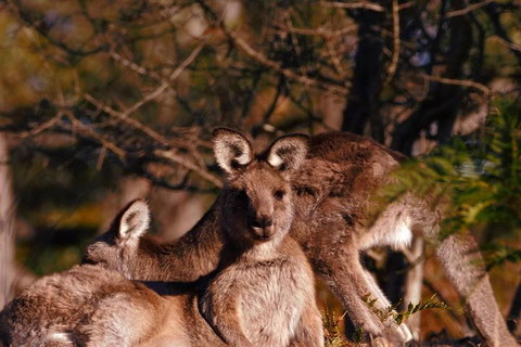 Wild Australian Wildlife 4WD Tour From Sydney - Great Ocean Road Restaurant 3