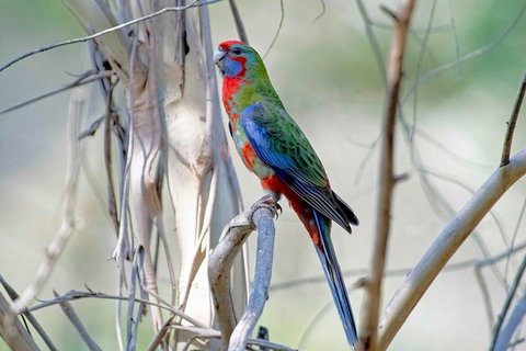 Wild Australian Wildlife 4WD Tour From Sydney - Great Ocean Road Restaurant 5