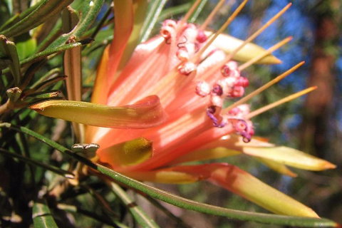 Small-Group Blue Mountains Tour With Bush Walks And Featherdale Wildlife Park - Great Ocean Road Restaurant 4