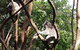 Small-Group Blue Mountains Tour With Bush Walks And Featherdale Wildlife Park - thumb 5