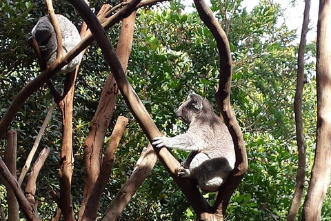 Small-Group Blue Mountains Tour With Bush Walks And Featherdale Wildlife Park - Great Ocean Road Restaurant 5