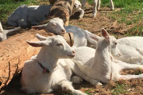 Mornington Peninsula Winery Tours With Cheese, Chocolate Tastings From Melbourne - Great Ocean Road Restaurant 0