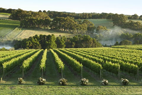 Mornington Peninsula Winery Tours With Cheese, Chocolate Tastings From Melbourne - Great Ocean Road Restaurant 4
