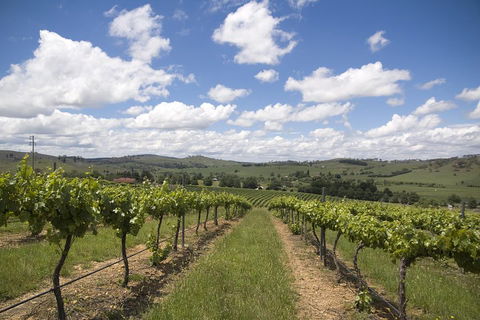 Hunter Valley Wine Tour From Sydney Incl Lunch, Cheese, Chocolate And Distillery - Great Ocean Road Restaurant 0