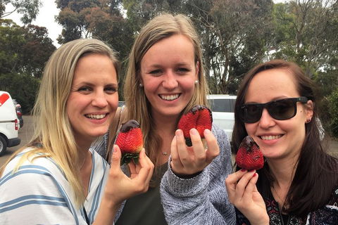 Mornington Peninsula Farm Produce Wine And Cider Tour - Great Ocean Road Restaurant 4