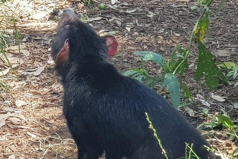 Phillip Island Penguin And Wildlife Tour - Great Ocean Road Restaurant 0