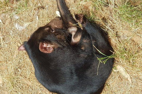 Phillip Island Penguin And Wildlife Tour - Great Ocean Road Restaurant 3