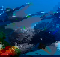Scuba Dive the S.S. Yongala Wreck on the Great Barrier Reef. - Great Ocean Road Restaurant