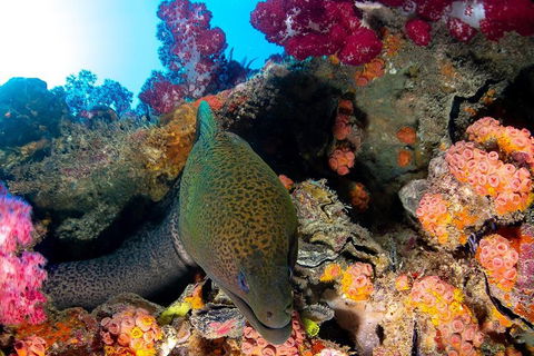 Scuba Dive The S.S. Yongala Wreck On The Great Barrier Reef. - Great Ocean Road Restaurant 1