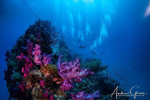 Scuba Dive The S.S. Yongala Wreck On The Great Barrier Reef. - Great Ocean Road Restaurant 2
