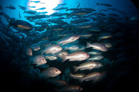 Scuba Dive The S.S. Yongala Wreck On The Great Barrier Reef. - Great Ocean Road Restaurant 4
