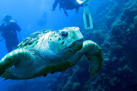 Scuba Dive The S.S. Yongala Wreck On The Great Barrier Reef. - Great Ocean Road Restaurant 5