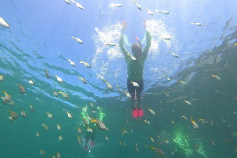 Manly Snorkel Trip And Nature Walk With Local Guide - Great Ocean Road Restaurant 0
